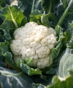 Organic Snowball Cauliflower Seeds – 150 Seeds Heirloom Vegetable - Image 4