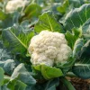 Organic Snowball Cauliflower Seeds – 150 Seeds Heirloom Vegetable - Image 1