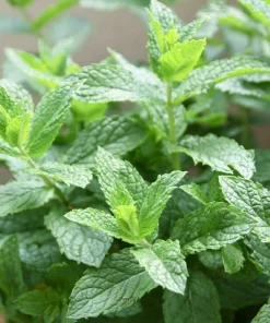 Organic Spearmint Live Plant - Mentha spicata Herb Starter in 2.5" x 3.5" Pot - Indoor & Outdoor - Image 2