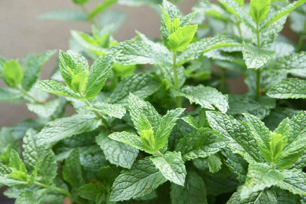 Organic Spearmint Live Plant - Mentha spicata Herb Starter in 2.5" x 3.5" Pot - Indoor & Outdoor - Image 2