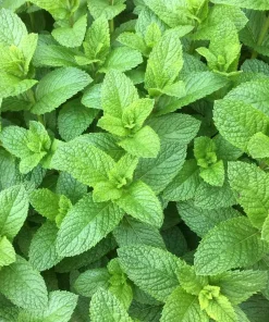 Organic Spearmint Live Plant - Mentha spicata Herb Starter in 2.5