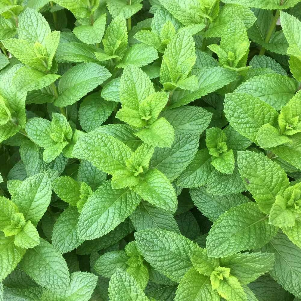 Organic Spearmint Live Plant - Mentha spicata Herb Starter in 2.5" x 3.5" Pot - Indoor & Outdoor - Image 3