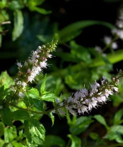 Organic Spearmint Live Plant - Mentha spicata Herb Starter in 2.5