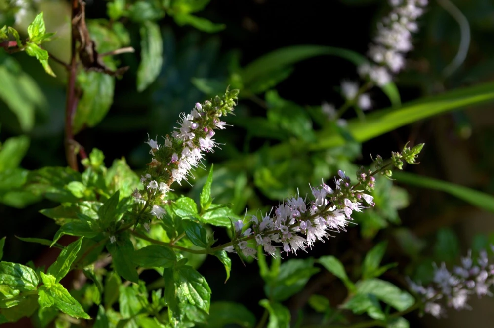 Organic Spearmint Live Plant - Mentha spicata Herb Starter in 2.5" x 3.5" Pot - Indoor & Outdoor - Image 4