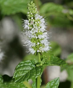Organic Spearmint Live Plant - Mentha spicata Herb Starter in 2.5