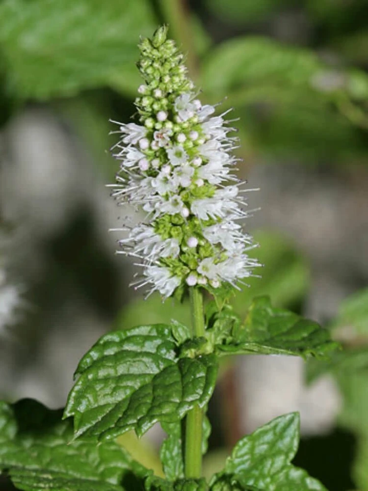 Organic Spearmint Live Plant - Mentha spicata Herb Starter in 2.5" x 3.5" Pot - Indoor & Outdoor - Image 5