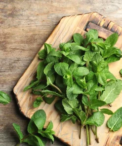 Organic Spearmint Live Plant - Mentha spicata Herb Starter in 2.5