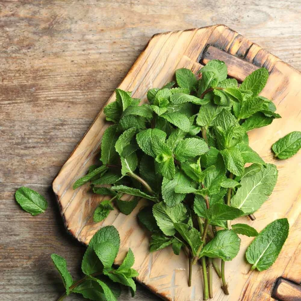 Organic Spearmint Live Plant - Mentha spicata Herb Starter in 2.5" x 3.5" Pot - Indoor & Outdoor - Image 6