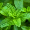 Organic Spearmint Live Plant - Mentha spicata Herb Starter in 2.5" x 3.5" Pot - Indoor & Outdoor - Image 1