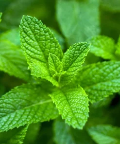 Organic Spearmint Live Plant - Mentha spicata Herb Starter in 2.5" x 3.5" Pot - Indoor & Outdoor - Image 1