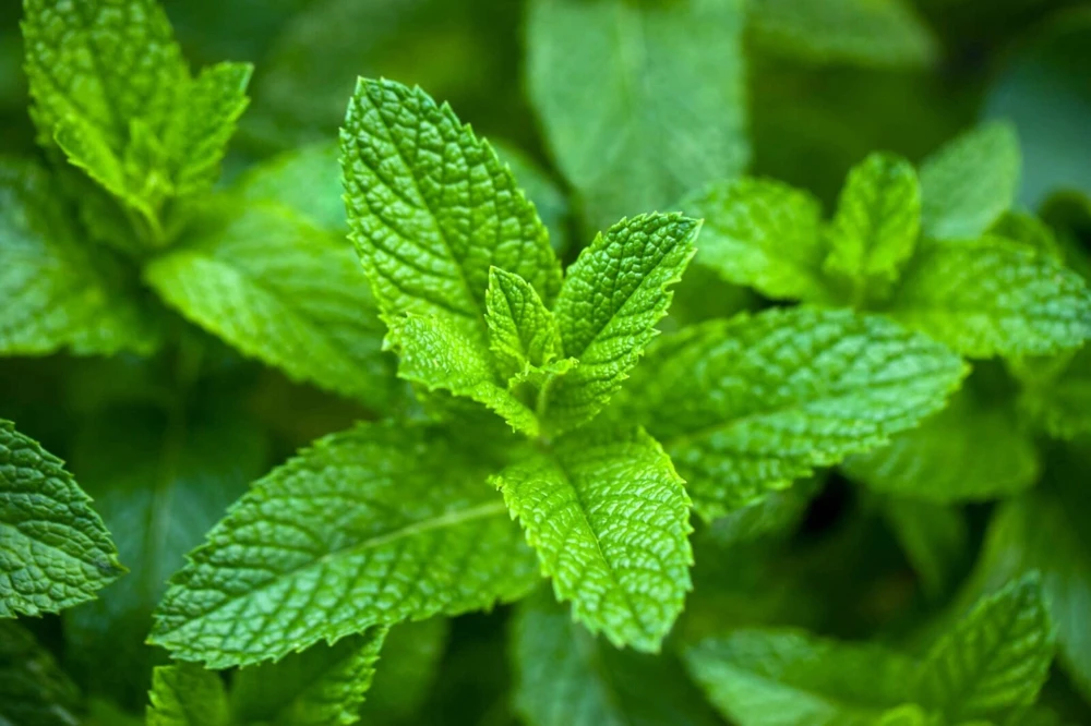 Organic Spearmint Live Plant - Mentha spicata Herb Starter in 2.5" x 3.5" Pot - Indoor & Outdoor - Image 1