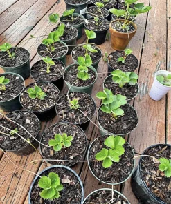 Organic Strawberry Live Plant - Sweet Berry Starter Plant for Home Garden - Image 1