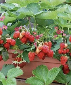 Organic Strawberry Live Plant - Sweet Berry Starter Plant for Home Garden - Image 2