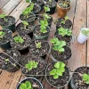 Organic Strawberry Live Plants for Sale - Fresh Garden Berries - Image 1