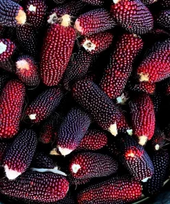Organic Strawberry Popcorn Seeds - Heirloom Variety, Sweet Kernels, 30 Seeds - Image 2