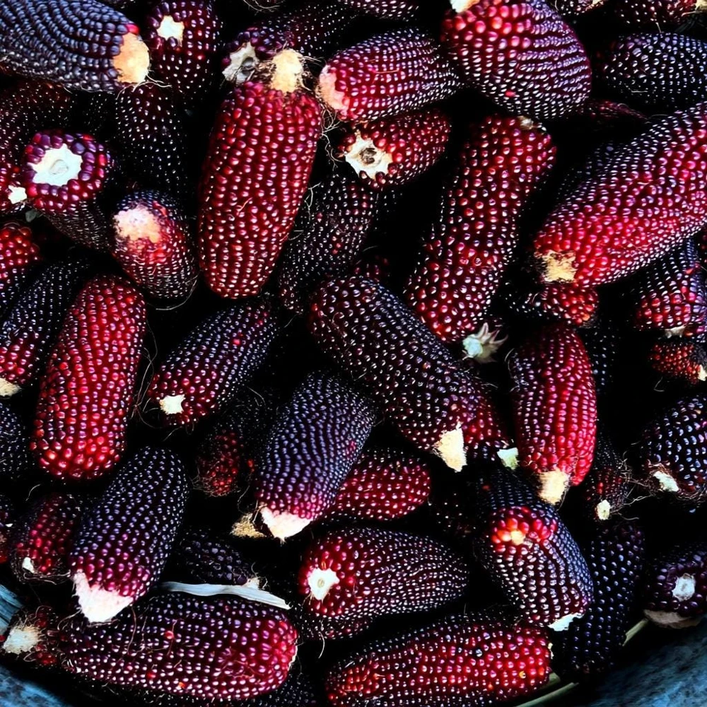 Organic Strawberry Popcorn Seeds - Heirloom Variety, Sweet Kernels, 30 Seeds - Image 2