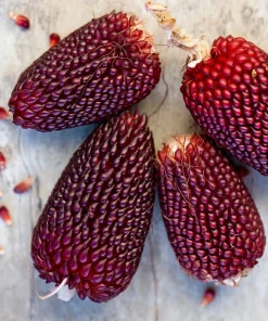 Organic Strawberry Popcorn Seeds - Heirloom Variety, Sweet Kernels, 30 Seeds - Image 3
