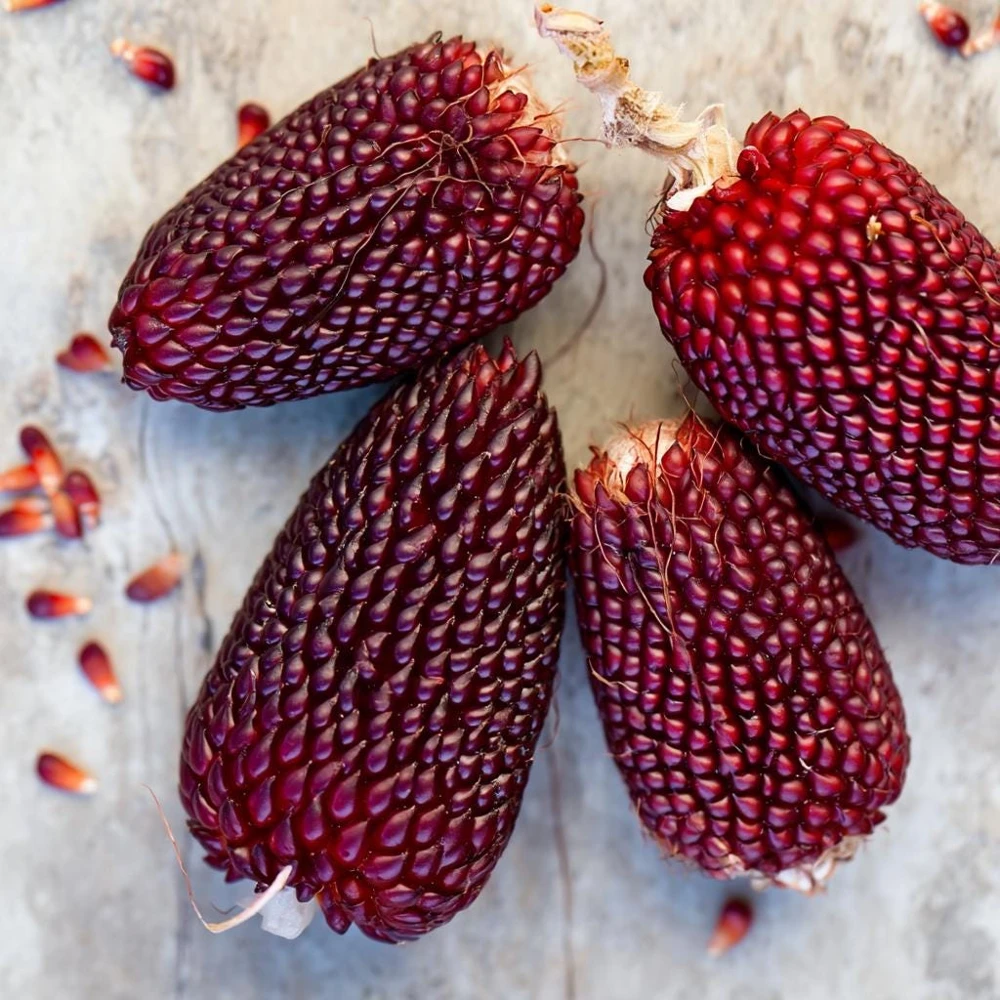 Organic Strawberry Popcorn Seeds - Heirloom Variety, Sweet Kernels, 30 Seeds - Image 3