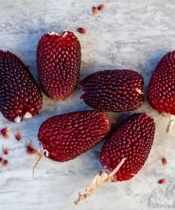 Organic Strawberry Popcorn Seeds - Heirloom Variety, Sweet Kernels, 30 Seeds - Image 4