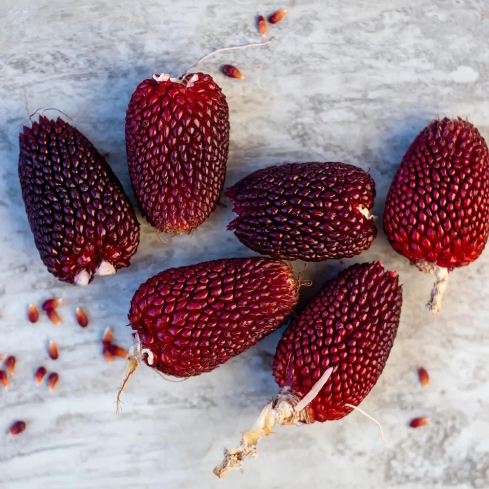 Organic Strawberry Popcorn Seeds - Heirloom Variety, Sweet Kernels, 30 Seeds - Image 4