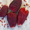 Organic Strawberry Popcorn Seeds - Heirloom Variety, Sweet Kernels, 30 Seeds - Image 1