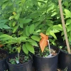 Organic Sugar Apple Tree Live Plant - Medium Sweetsop Fruit Tree in Pot - Image 1