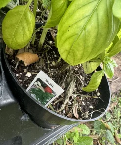 Organic Sweet Basil Live Plant - Culinary Herb for Cooking, Potted - Image 2