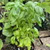 Organic Sweet Basil Live Plant - Culinary Herb for Cooking, Potted - Image 1