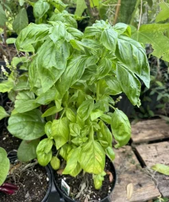 Organic Sweet Basil Live Plant - Culinary Herb for Cooking, Potted - Image 1