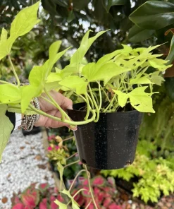 Organic Sweet Potato Live Plant - Edible Vegetable Vine Starter - Image 2