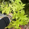 Organic Sweet Potato Live Plant - Edible Vegetable Vine Starter - Image 1