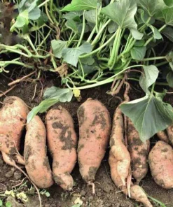 Organic Sweet Potato Live Plant - Edible Vine & Vegetable Garden Plant - Image 2