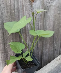 Organic Sweet Potato Live Plant - Edible Vine & Vegetable Garden Plant - Image 3