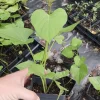 Organic Sweet Potato Live Plant - Edible Vine & Vegetable Garden Plant - Image 1