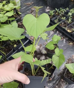 Organic Sweet Potato Live Plant - Edible Vine & Vegetable Garden Plant - Image 1