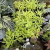 Organic Sweet Potato Vines - Edible Live Plants - Image 1