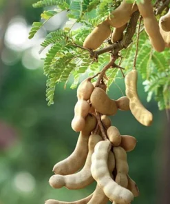 Organic Tamarind Tree Live Plant – 4 inch Pot – Indoor/Outdoor Fruit Tree - Image 1