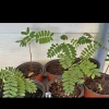 Organic Tamarind Tree Live Plant – In Pot – Grow Your Own Tamarind - Image 1