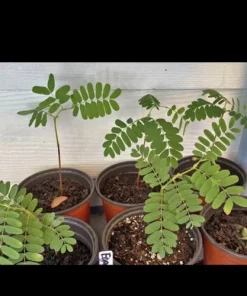 Organic Tamarind Tree Live Plant – In Pot – Grow Your Own Tamarind - Image 1
