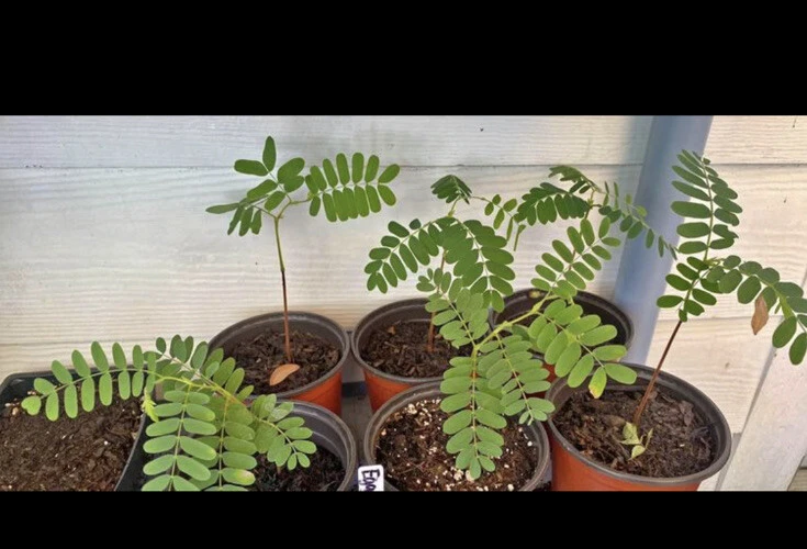 Organic Tamarind Tree Live Plant – In Pot – Grow Your Own Tamarind - Image 1