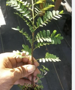 Organic Tamarind Tree Live Plant – Tropical Fruit in 4 Inch Pot - Image 2