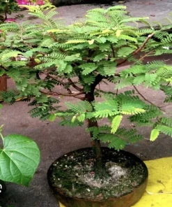 Organic Tamarind Tree Live Plant – Tropical Fruit in 4 Inch Pot - Image 3
