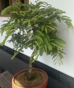 Organic Tamarind Tree Live Plant – Tropical Fruit in 4 Inch Pot - Image 4