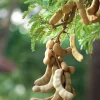 Organic Tamarind Tree Live Plant – Tropical Fruit in 4 Inch Pot - Image 1