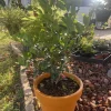 Organic Tangerine Tree Live Plant with Pot, Outdoor Citrus Fruit Tree - Image 1