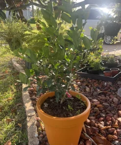 Organic Tangerine Tree Live Plant with Pot, Outdoor Citrus Fruit Tree - Image 1