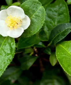 Organic Tea Plant Camellia sinensis Live Starter Plant 6-12