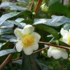 Organic Tea Plant Camellia sinensis Live Starter Plant 6-12" Tall in 2.5" Pot Outdoor Herb - Image 1