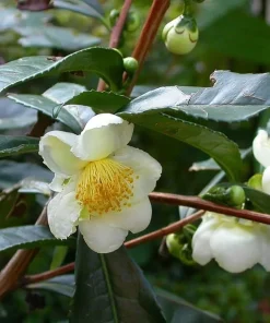 Organic Tea Plant Camellia sinensis Live Starter Plant 6-12