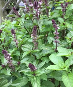 Organic Thai Basil Siam Queen Live Plant – Culinary Herb – 6-12” Tall – 2.5x3.5” Pot - Image 2